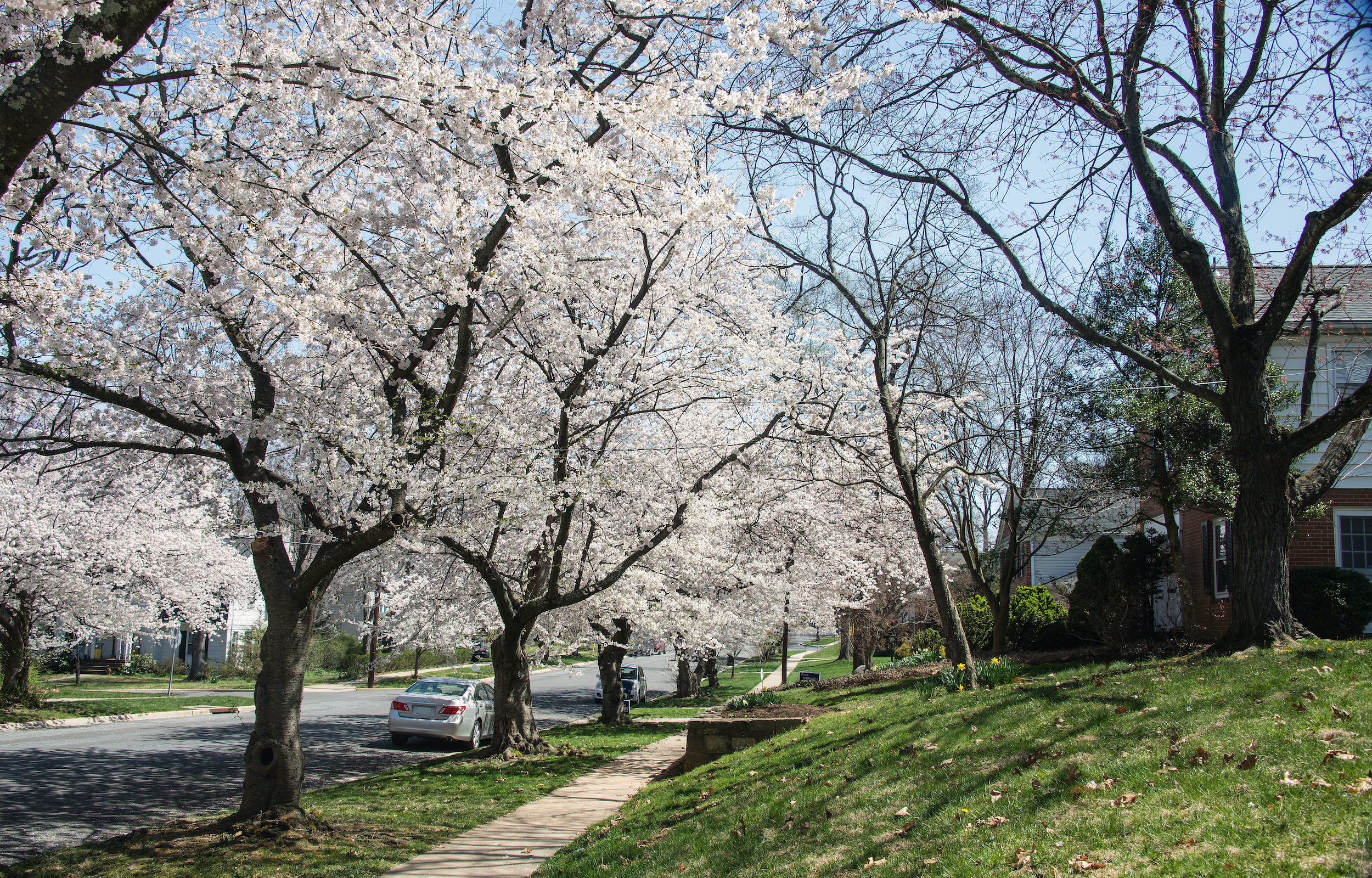 Image of Palisades, Washington DC, neighborhood